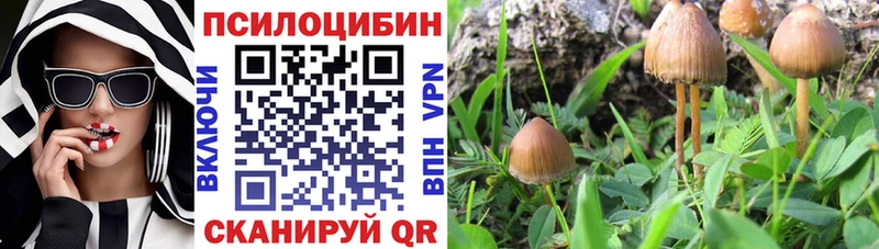 Галлюциногенные грибы Psilocybe  Купить  Новосибирск 
